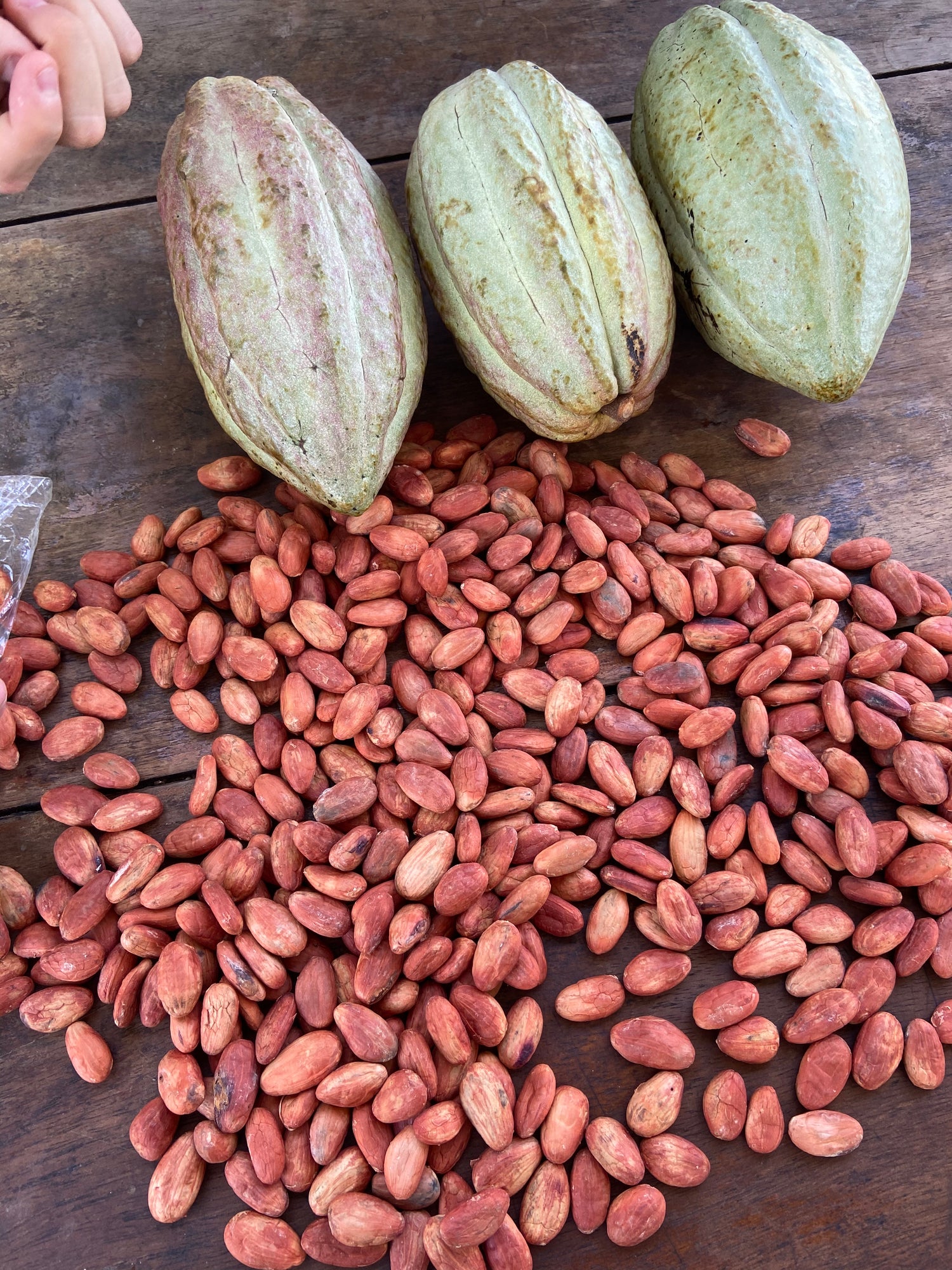 Cacao en Grano Premium