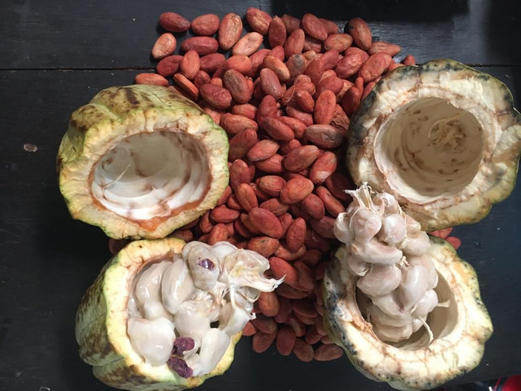 Cacao en Grano