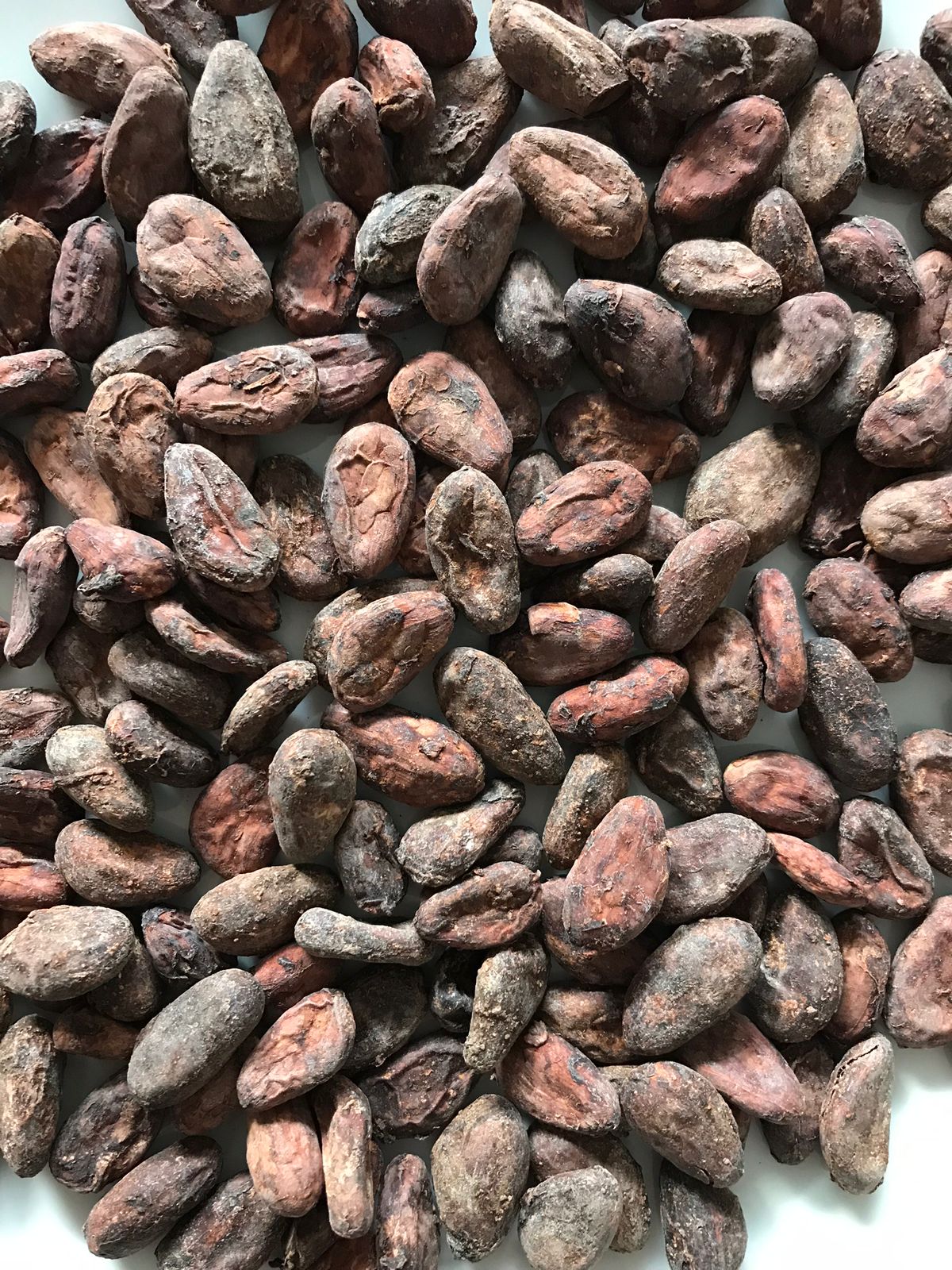 Cacao en grano  Beneficiado