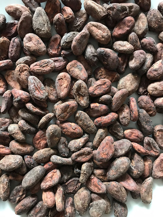 Cacao en grano Beneficiado